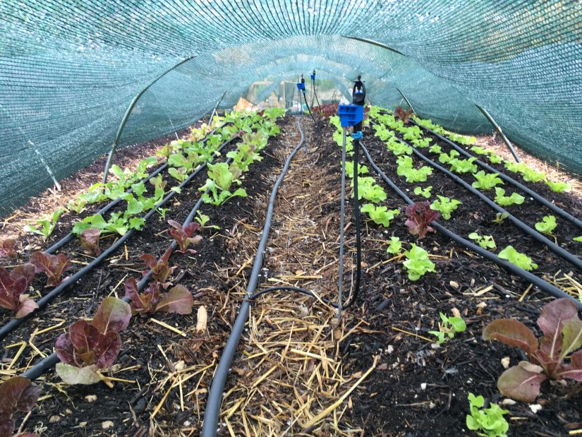 Même abimé, un terrain urbain peut se transformer en potager ! 2