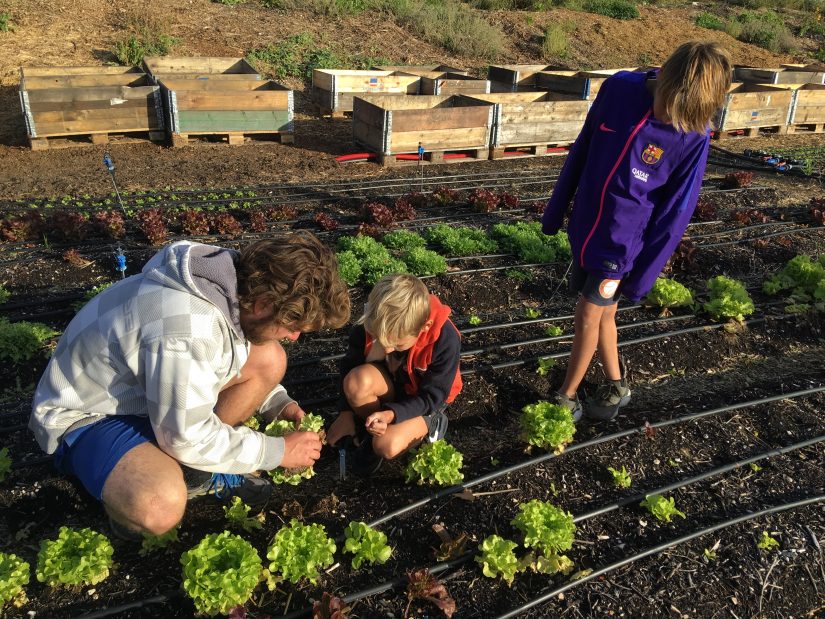 Même abimé, un terrain urbain peut se transformer en potager ! 4