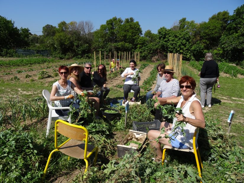 Que cultive-t-on dans un jardin partagé ? 4