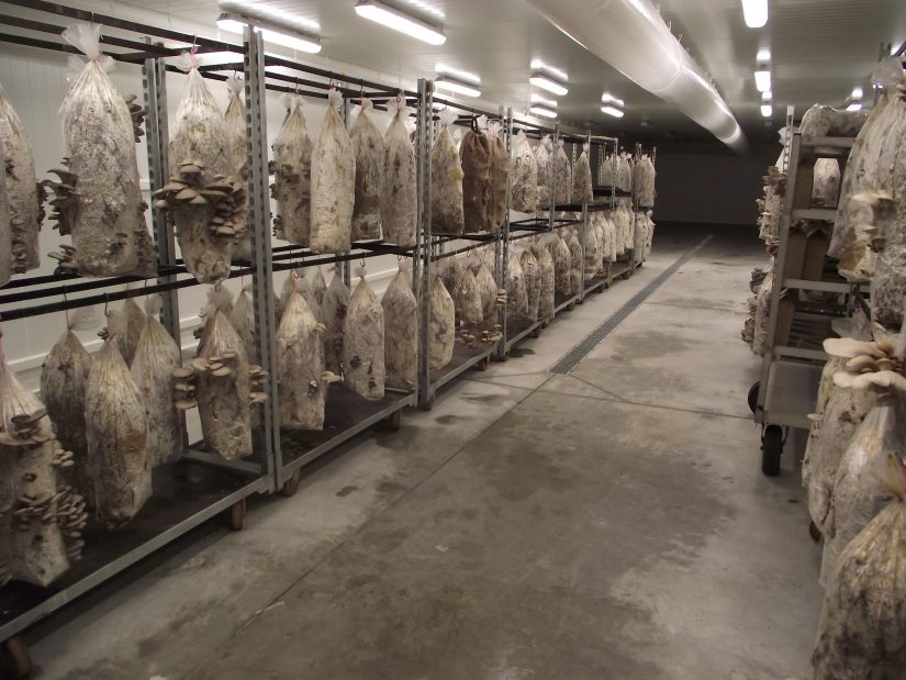 Un campus pionnier dans l’agriculture urbaine 8