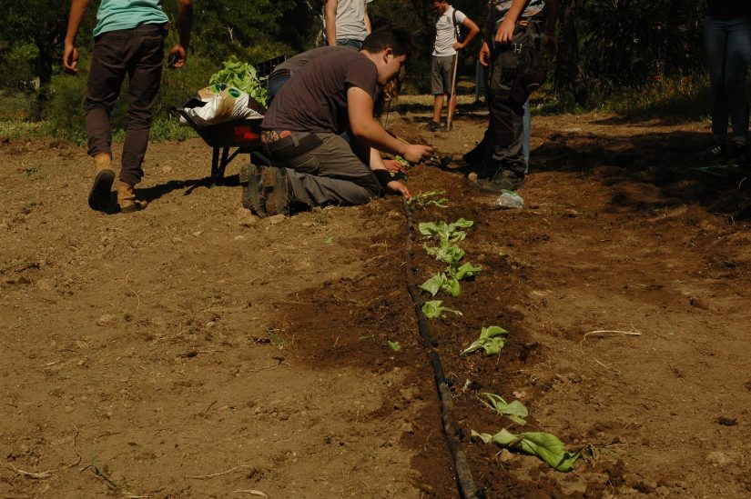 Un campus pionnier dans l’agriculture urbaine 2