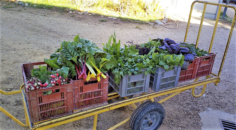 Maurice Audier, certifié bio avant la mode