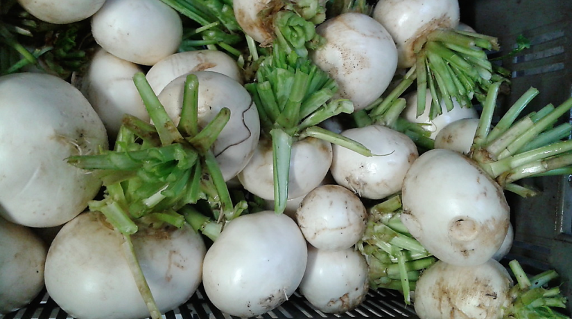 Maurice Audier, certifié bio avant la mode 2