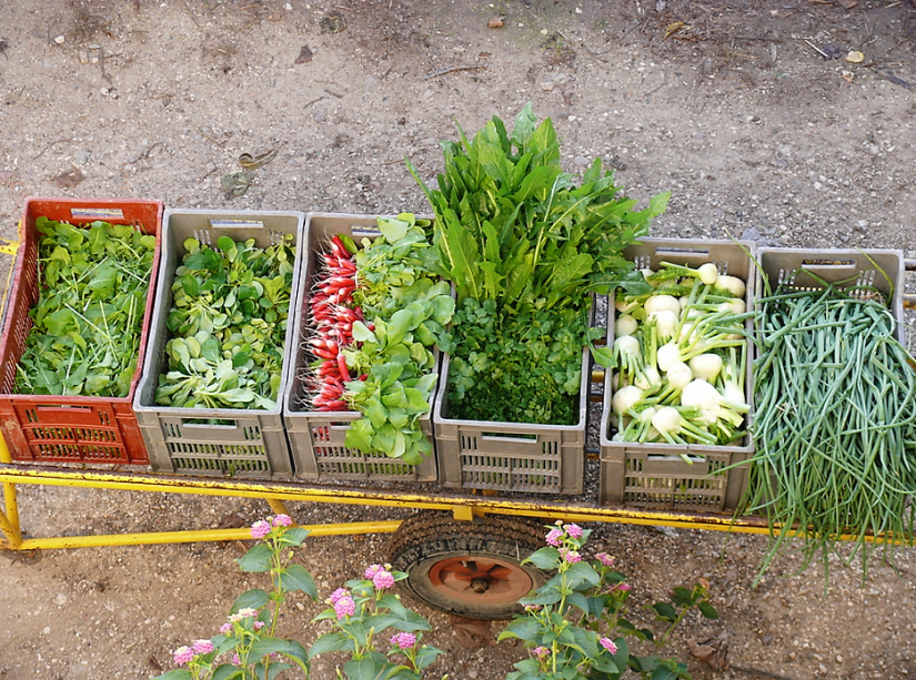 Maurice Audier, certifié bio avant la mode 4