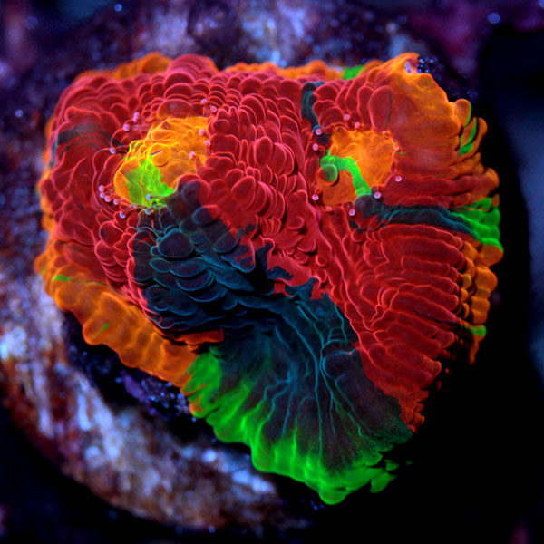 Précieux et anticancéreux, le corail ! 3