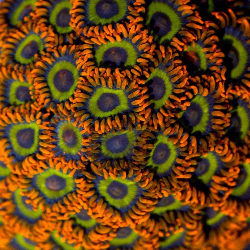 Précieux et anticancéreux, le corail ! 4