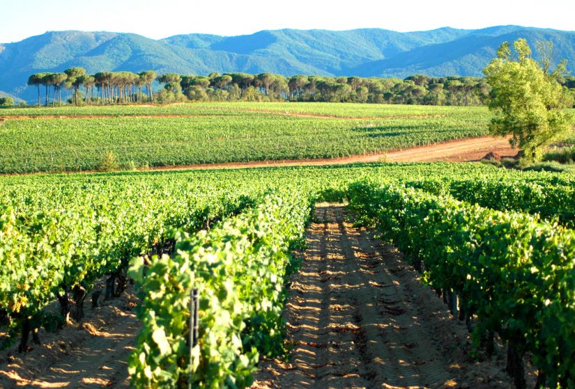 Réchauffement climatique : comment les viticulteurs provençaux s’adaptent 5