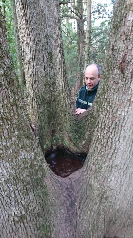 La Sainte-Baume et Boscodon décrochent le label « Forêt d’exception » 3