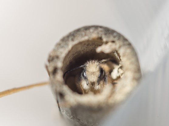 Biodiversité : ce qu’en disent les abeilles 1