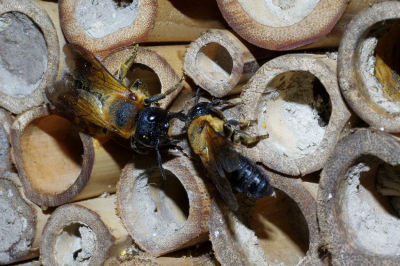 Biodiversité : ce qu’en disent les abeilles 3