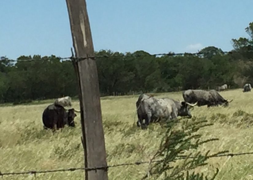 Les Marais du Vigueirat, 100% éco-responsables (ou presque 5