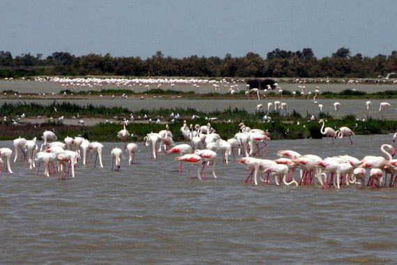 Les Marais du Vigueirat, 100% éco-responsables (ou presque