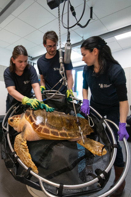 Protéger les tortues marines : l’urgence 2