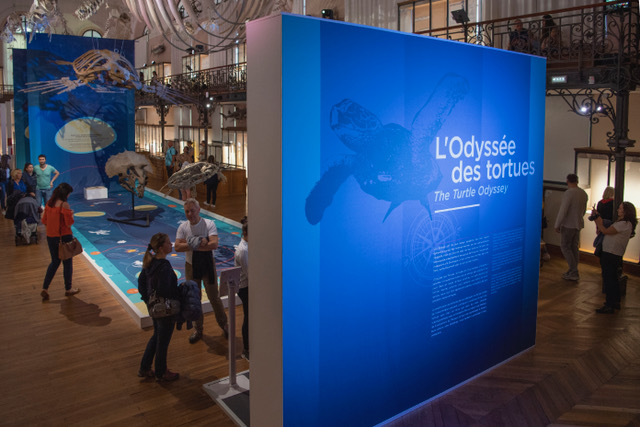 Protéger les tortues marines : l’urgence 3