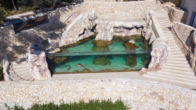 Protéger les tortues marines : l’urgence 4