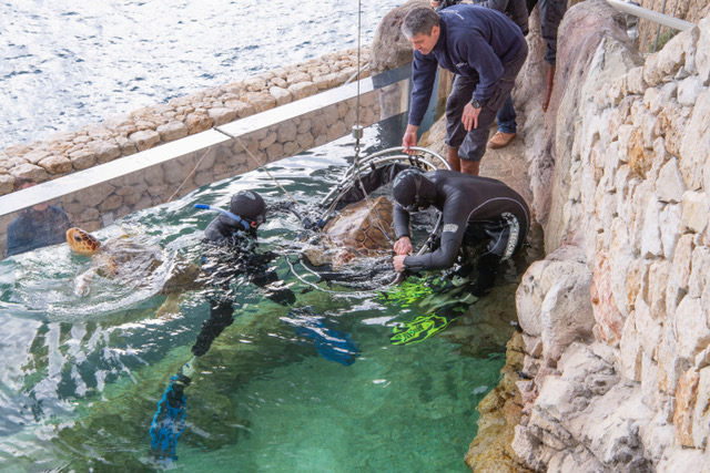 Protéger les tortues marines : l’urgence 5