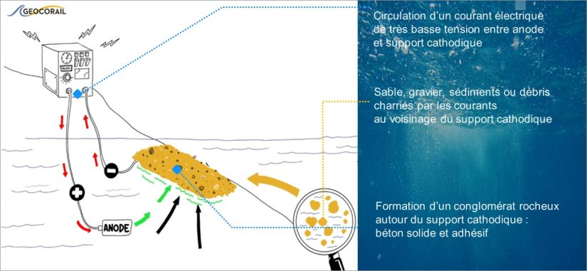Du béton 100% naturel contre l’érosion du littoral 3
