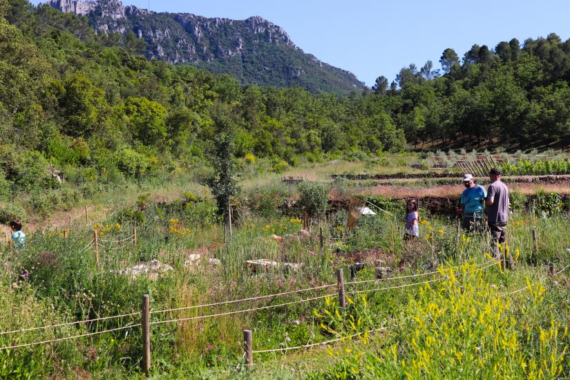 Les bonnes pratiques du domaine viticole de L’Escarelle 1