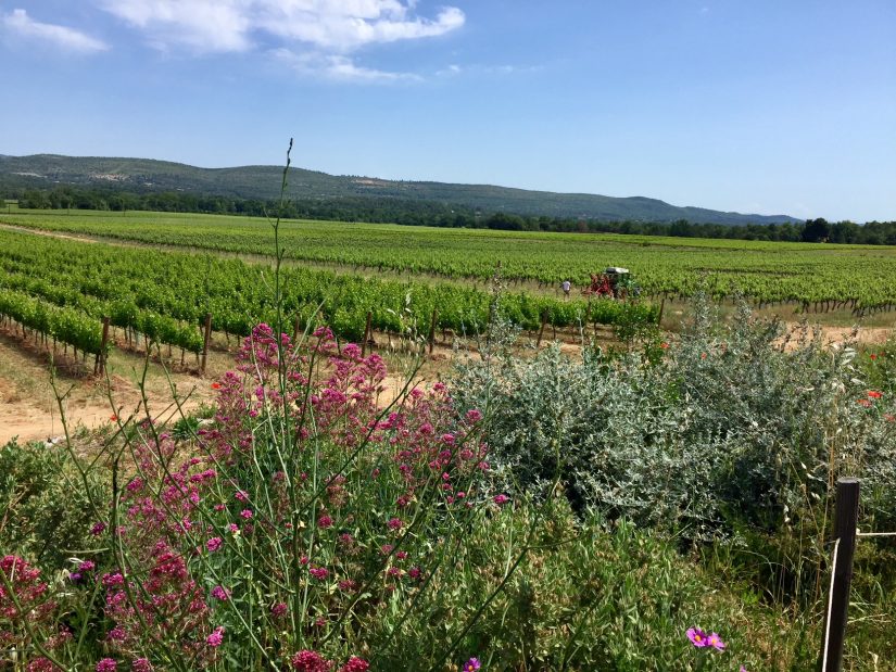 Les bonnes pratiques du domaine viticole de L’Escarelle 2