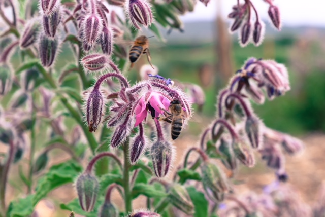 Les bonnes pratiques du domaine viticole de L’Escarelle 4