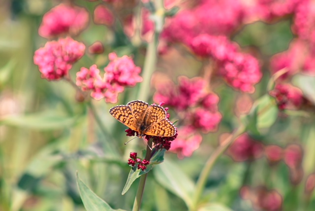 Les bonnes pratiques du domaine viticole de L’Escarelle 5