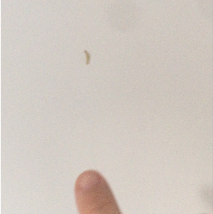 Autopsie d’une poubelle - fin de série 1