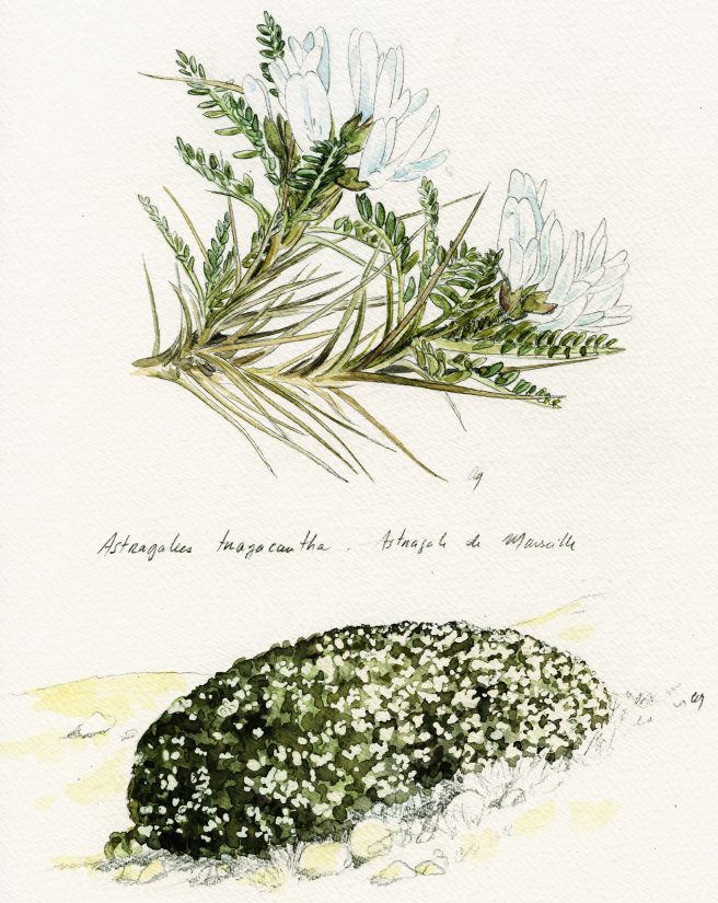 La data au secours de la biodiversité 2