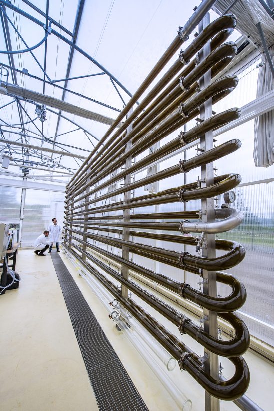 Les algues, nouvel eldorado de la déferlante bio 2