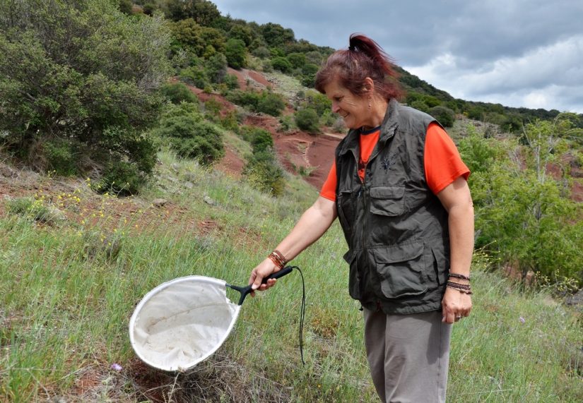 Les araignées, ces petites bêtes qui nous veulent du bien 1