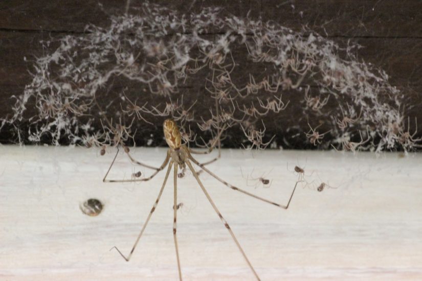 Les araignées, ces petites bêtes qui nous veulent du bien 2