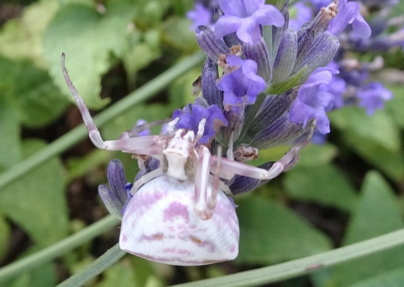 Les araignées, ces petites bêtes qui nous veulent du bien 4