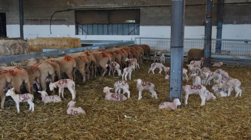 Profession, berger 1