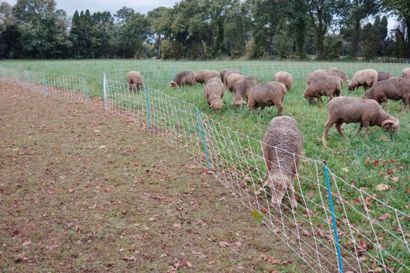 Profession, berger 3