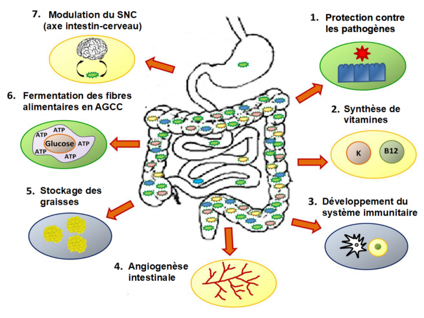 Il est comment toi, ton microbiote ? 3