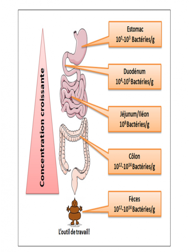 Il est comment toi, ton microbiote ? 4