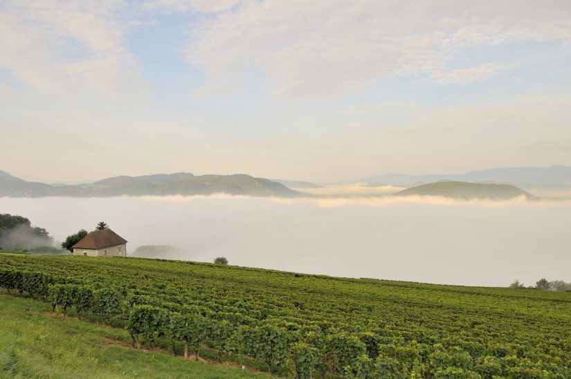 Sauve-qui-veut les vignerons 3