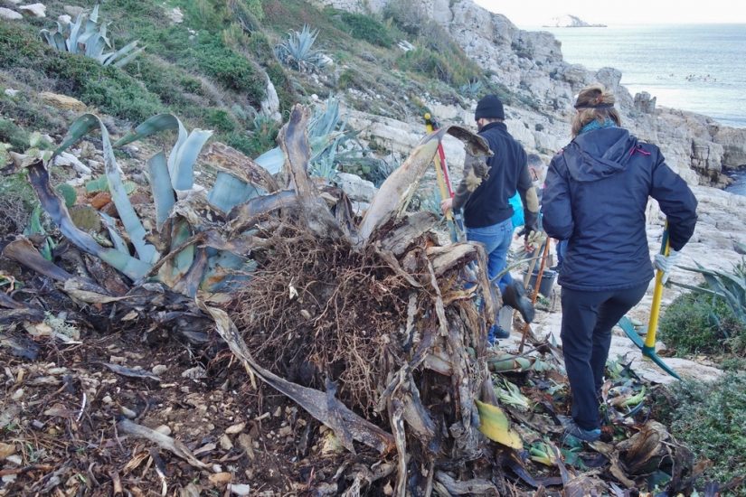 agave-especes-exotiques-envahissantes-marseille