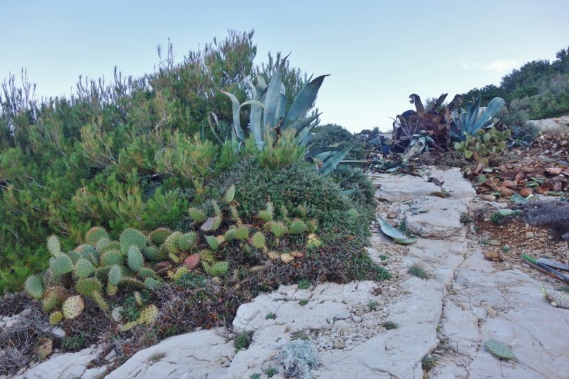 plante-exotique-calanque-marseille