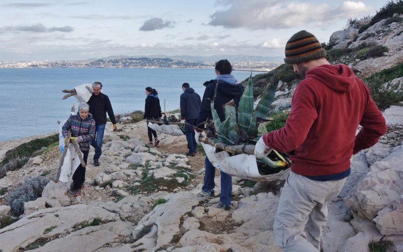 especes-exotiques-envahissantes-calanque
