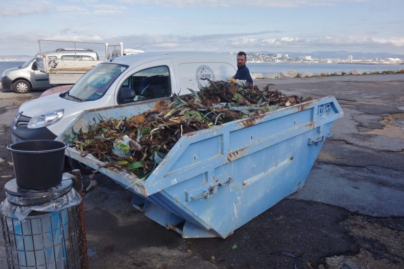 arrachage-especes-exotiques-envahissantes