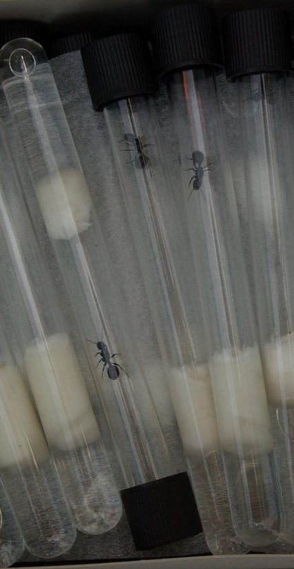 reine-fourmis-moissonneuse-crau