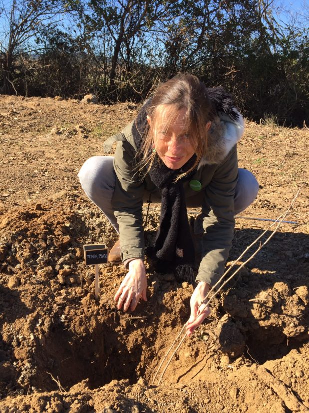 La coopérative d’Estandon plante 670 arbres dans ses vignes 1