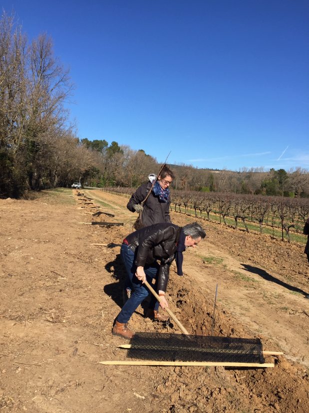 agroforesterie-vigne-cooperative-estandon