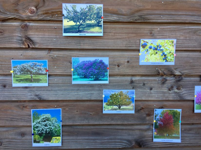 La coopérative d’Estandon plante 670 arbres dans ses vignes 3