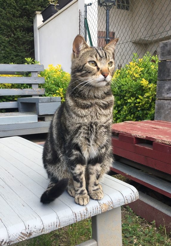 animaux-confinement-coronavirus-risque