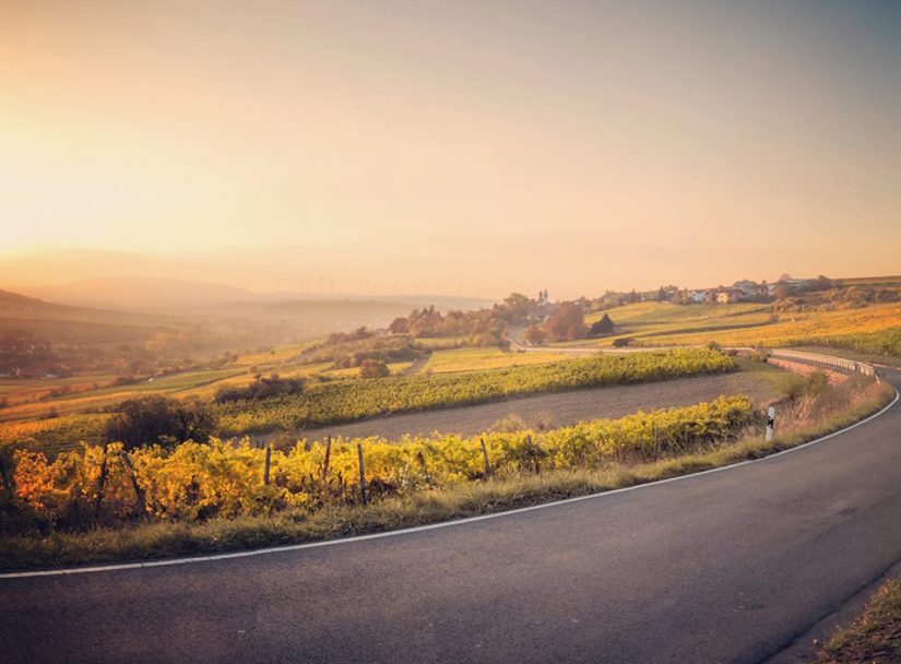Les vignerons font de la résistance 2