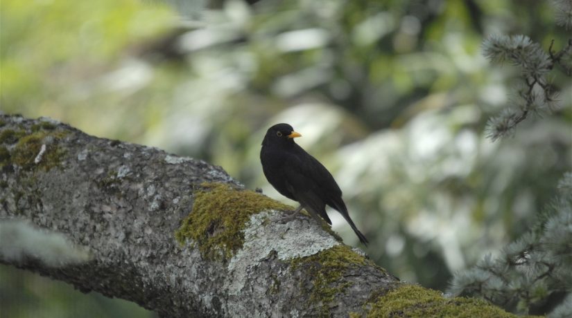merle-noir-oiseaux-jardin-lpo