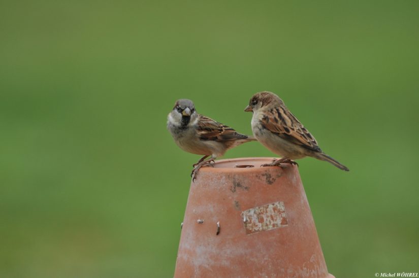 moineau-domestiques-oiseaux-jardins