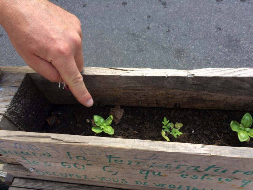 Avec les jardiniers urbains, le bitume se met au vert 2