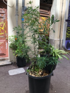 Avec les jardiniers urbains, le bitume se met au vert 4